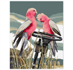 FIONA JUDE - Country Thread Cross Stitchperching pair galahs  34 cms x 44 cms