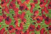 KENNARD & KENNARD - ANZAC FABRIC - POPPIES - GREEN 