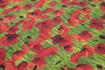 KENNARD & KENNARD - ANZAC FABRIC - POPPIES - GREEN 