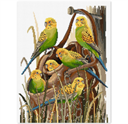 FIONA JUDE - Country Thread Cross Stitchbush budgies  26 cms x 34 cms