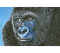 Diamond Dotz Kibali Western Lowland Gorilla - 100 x 65cm      (39.4 x 25.6in)