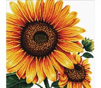 No Count Cross Stitch On White Aida 14 - sunflower 40x40cm